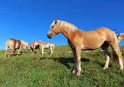 07 Bei cavalli al pascolo